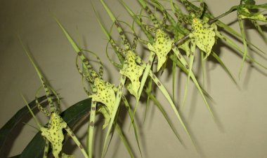 À propos de la tempérance