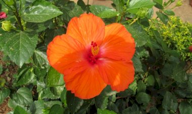 Extraits d’une RETRAITE donnée par le P. Jacques Decollonge, sdb