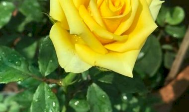 Extraits d’une RETRAITE donnée par le P. Jacques Decollonge, sdb