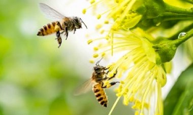 Butiner la Parole de Dieu à la manière d’une abeille