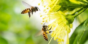 Butiner la Parole de Dieu à la manière d’une abeille