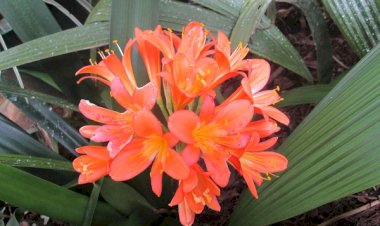 L'OBÉISSANCE COMME OUVERTURE