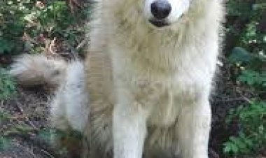 Fioretti de saint Jean Bosco # 37