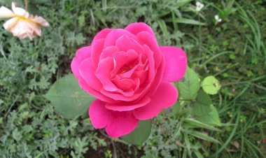 Le vœu d'obéissance