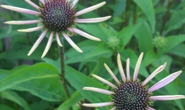 À PROPOS DE LA PAUVRETÉ ÉVANGÉLIGQUE