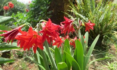 CRITIQUE ENVERS DES RELIGIEUX ET LEURS COMMUNAUTÉS