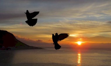 SAFCAM Communique #52 - English