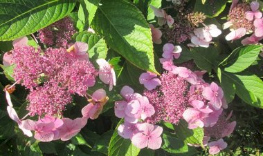 LA PAUVRETÉ COMME MODESTIE, HUMOUR, GRATITUDE ET DISPONIBILITÉ