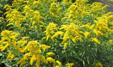 PAUVRETÉ ET COMMUNAUTÉ