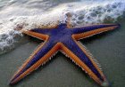 The Starfish story