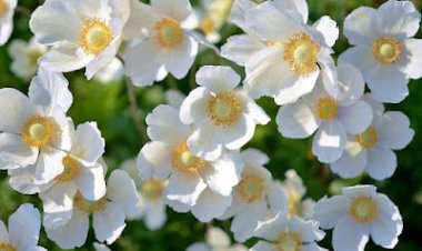 CÉLIBAT ET ESCHATOLOGIE